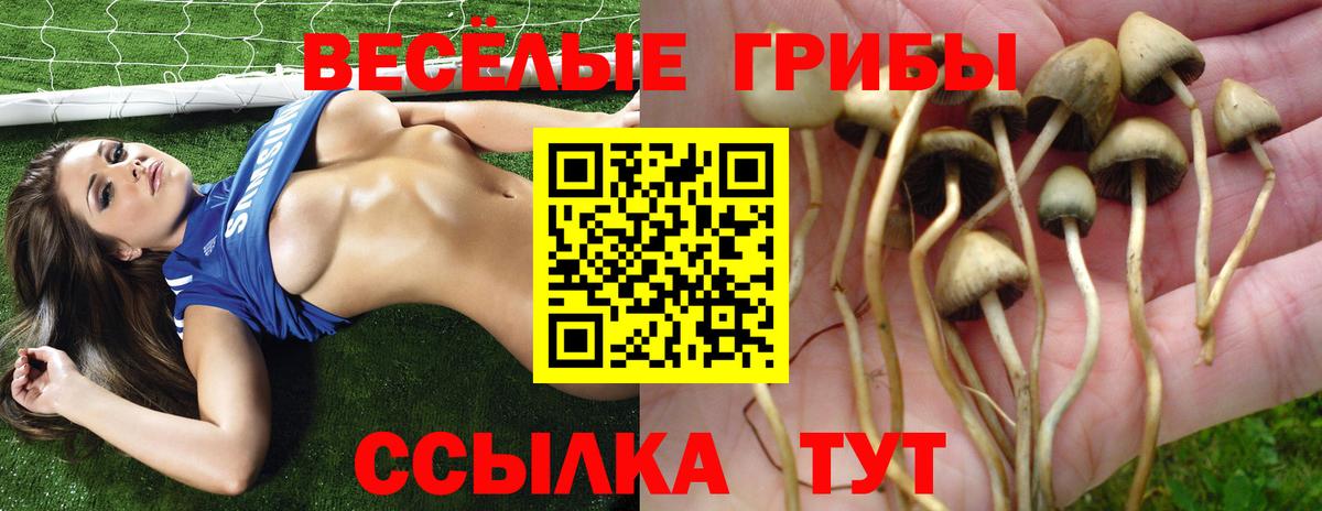 Галлюциногенные грибы Psilocybe Торжок