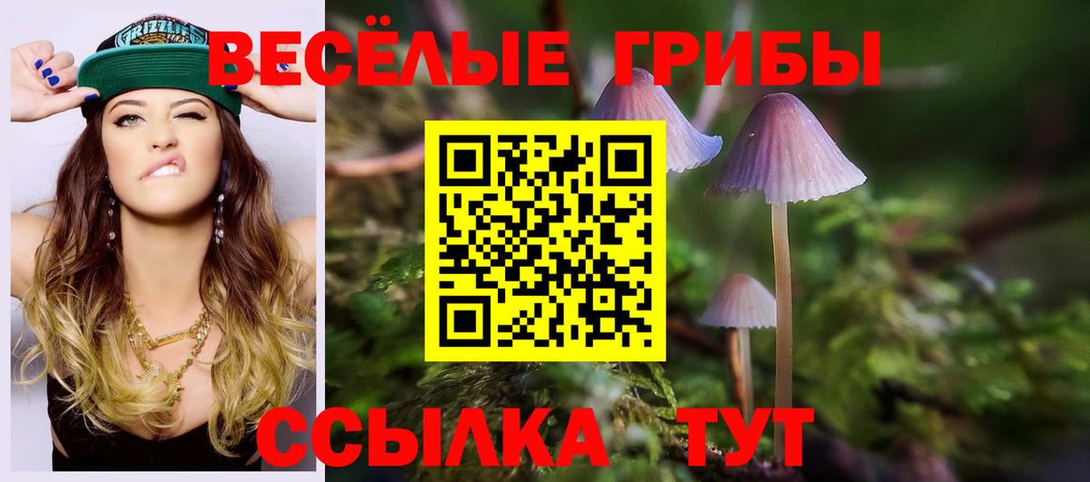 Торжок  Галлюциногенные грибы Psilocybine cubensis  Вход с VPN 